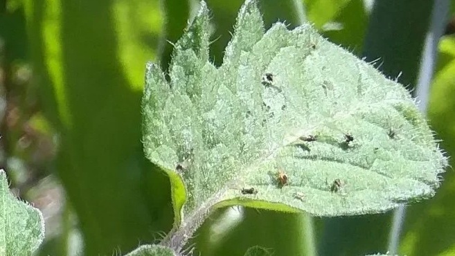 Вот так выглядела моя рассада томатов на пике заражения почвенными мошками