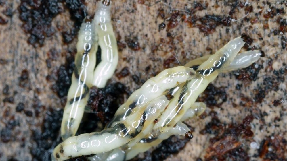 Эти мелкие червячки наносят основной вред корневой системе молодых растений