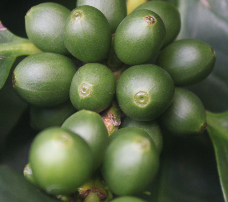 Кофе арабика: goodfreephotos.com