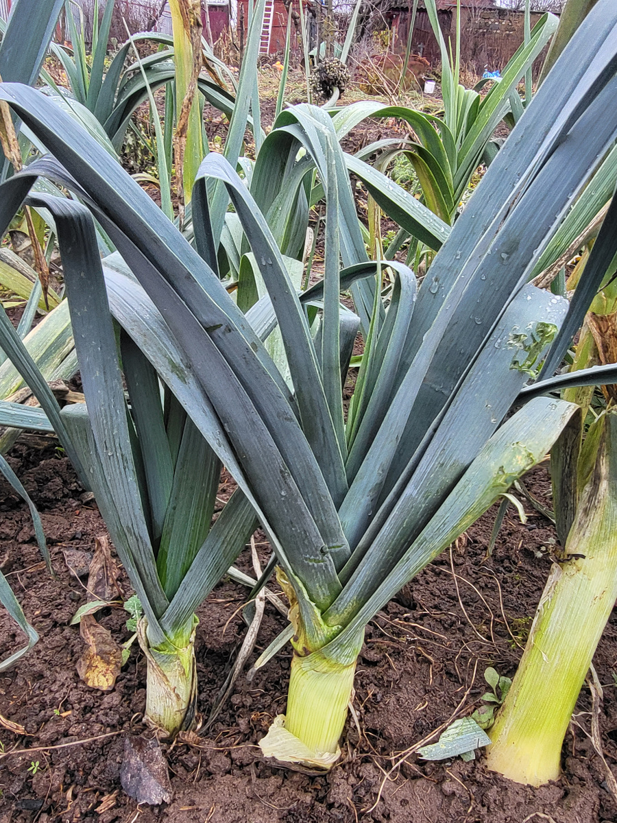 Лук порей Элефант 