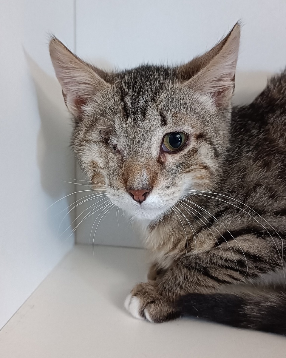 Сделали ему операцию