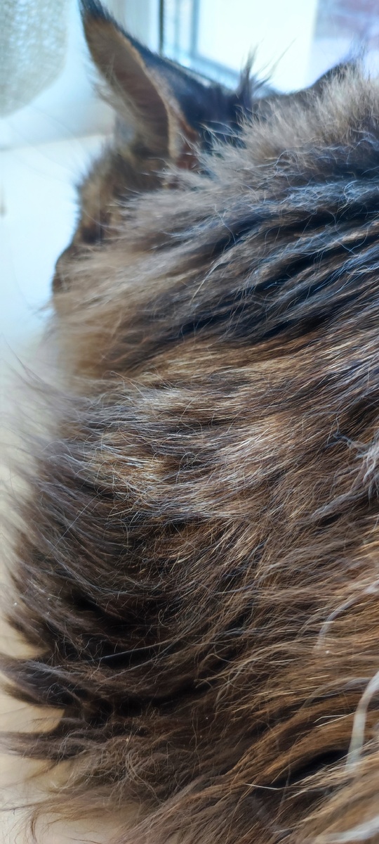 Кузя дремлет