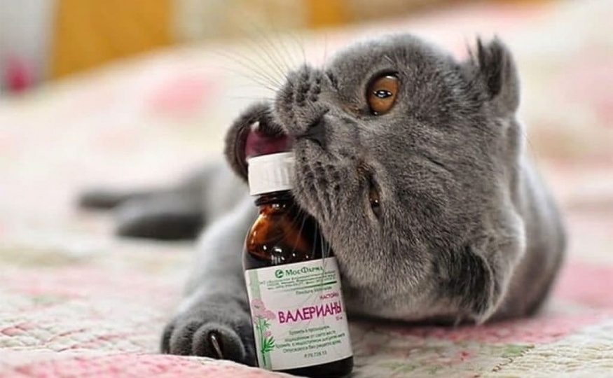 Почему кошки обожают валерьянку?
