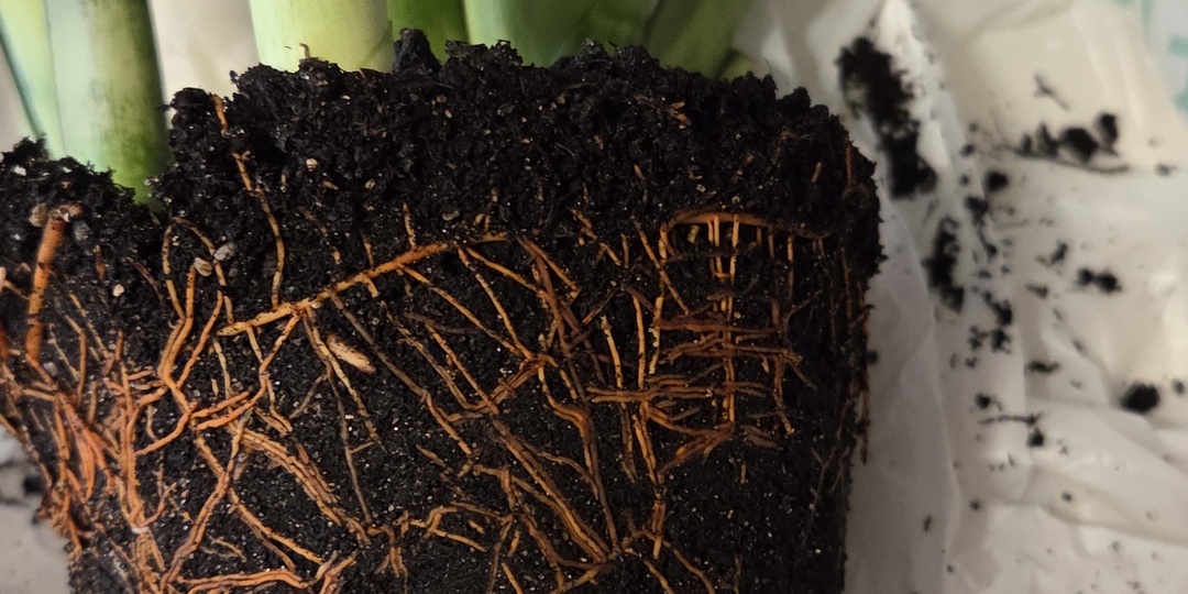 Как я рассаживаю сансевиерию муншайн