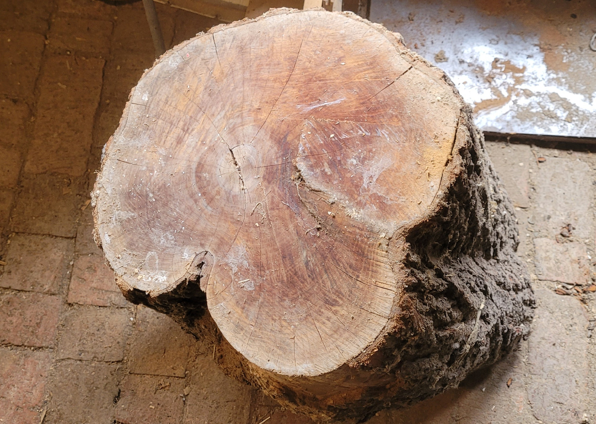 Полено абрикоса 