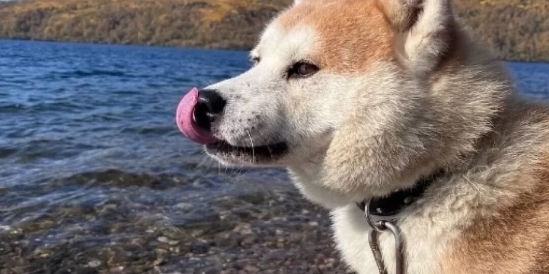 Хатико с берегов Байкала. Пёс сбежал на поиски хозяина, ушедшего служить
