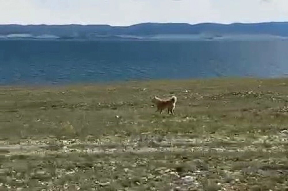    Место, где летом нашли акита-ину. До ближайших населенных пунктов десятки километров. Фото: Сибирский зоопарк
