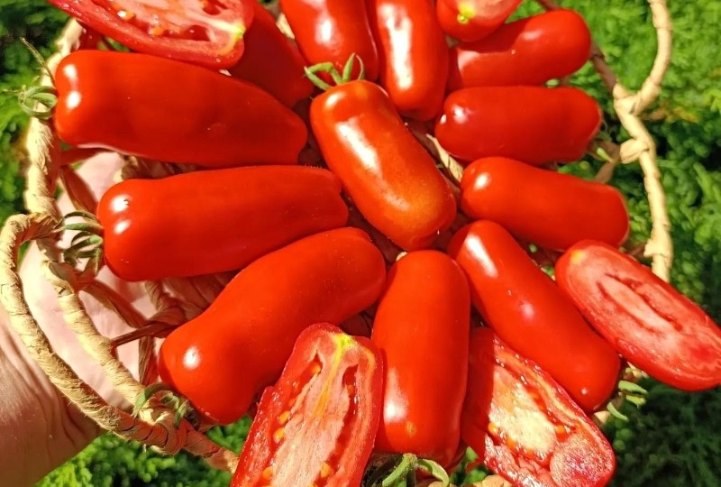 Четыре сорта томатов, которые никогда ничем не болеют, но и по вкусу они не очень