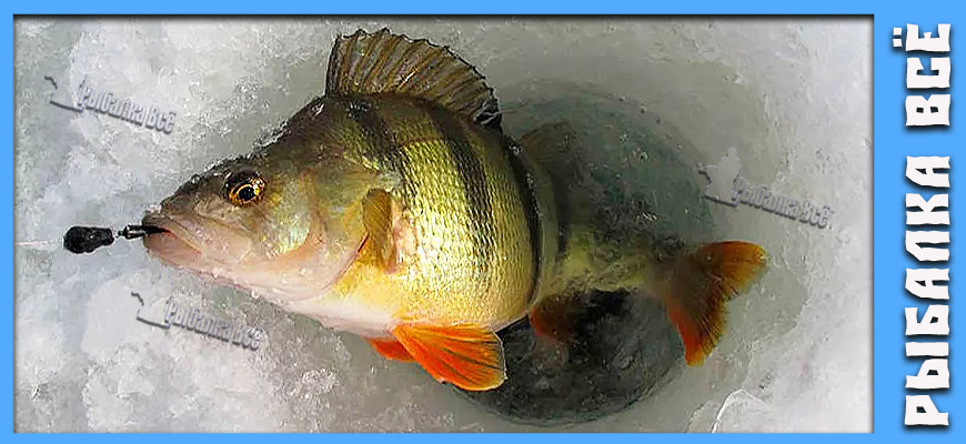 Полосатик в глухозимье: Как ловить окуня в феврале на пруду, когда он почти не клюет