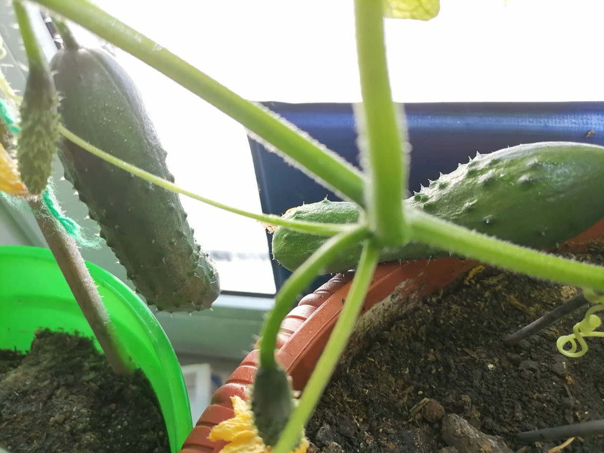 Огурцы на подоокннике, фото автора