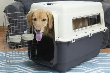 пёс фигуриста в своей переноске / личное фото