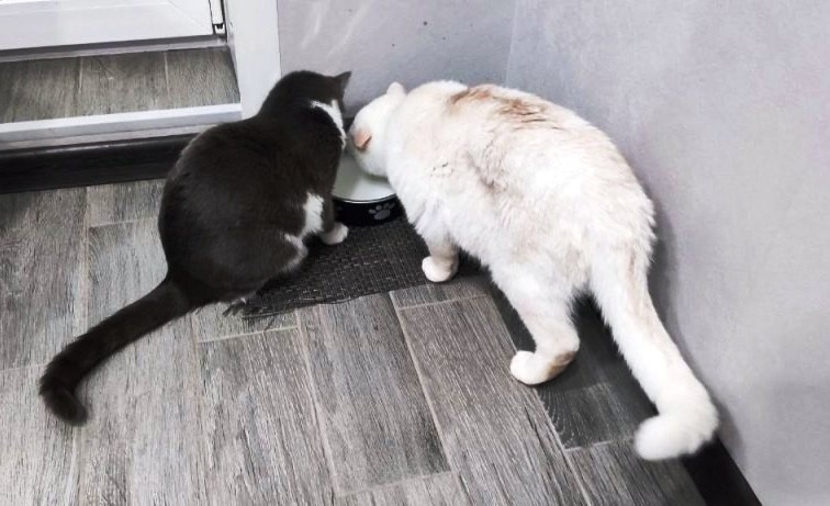 Лаки и Кнопка пьют молоко: у них одна миска на двоих