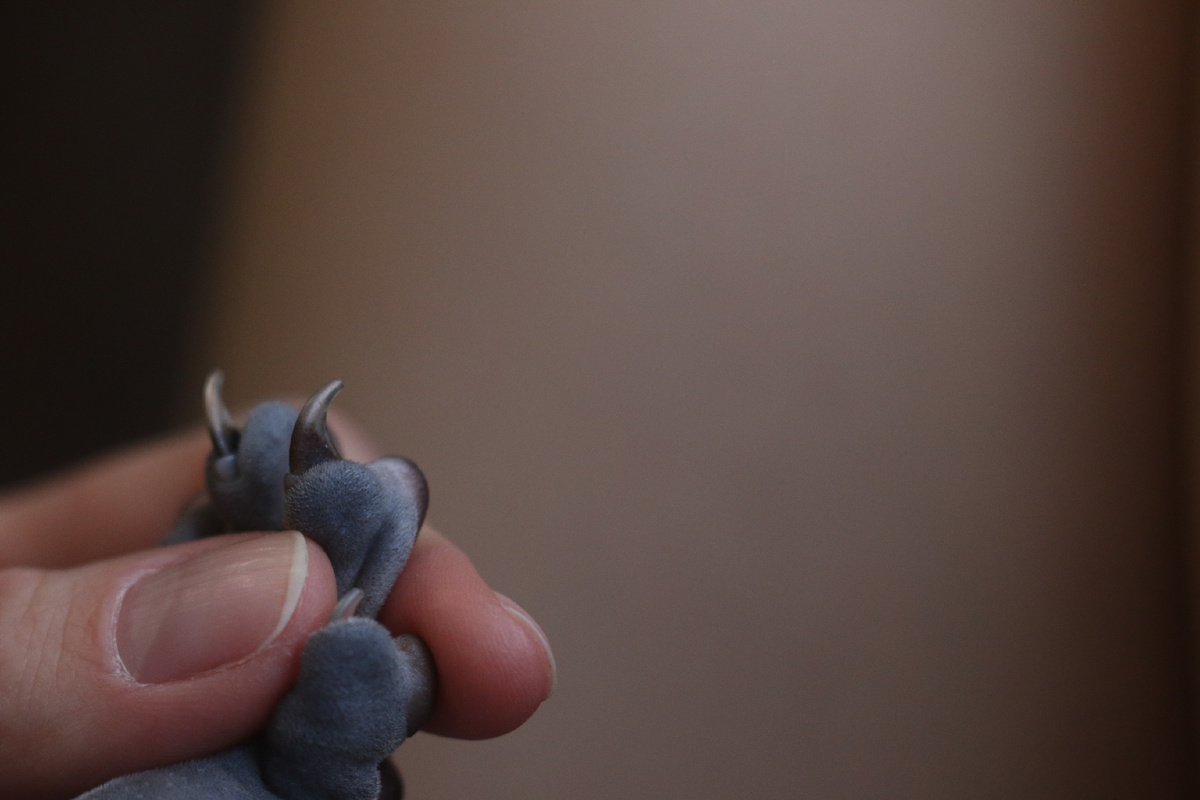 Лапки у сфинксов пахнут из-за кожного секрета