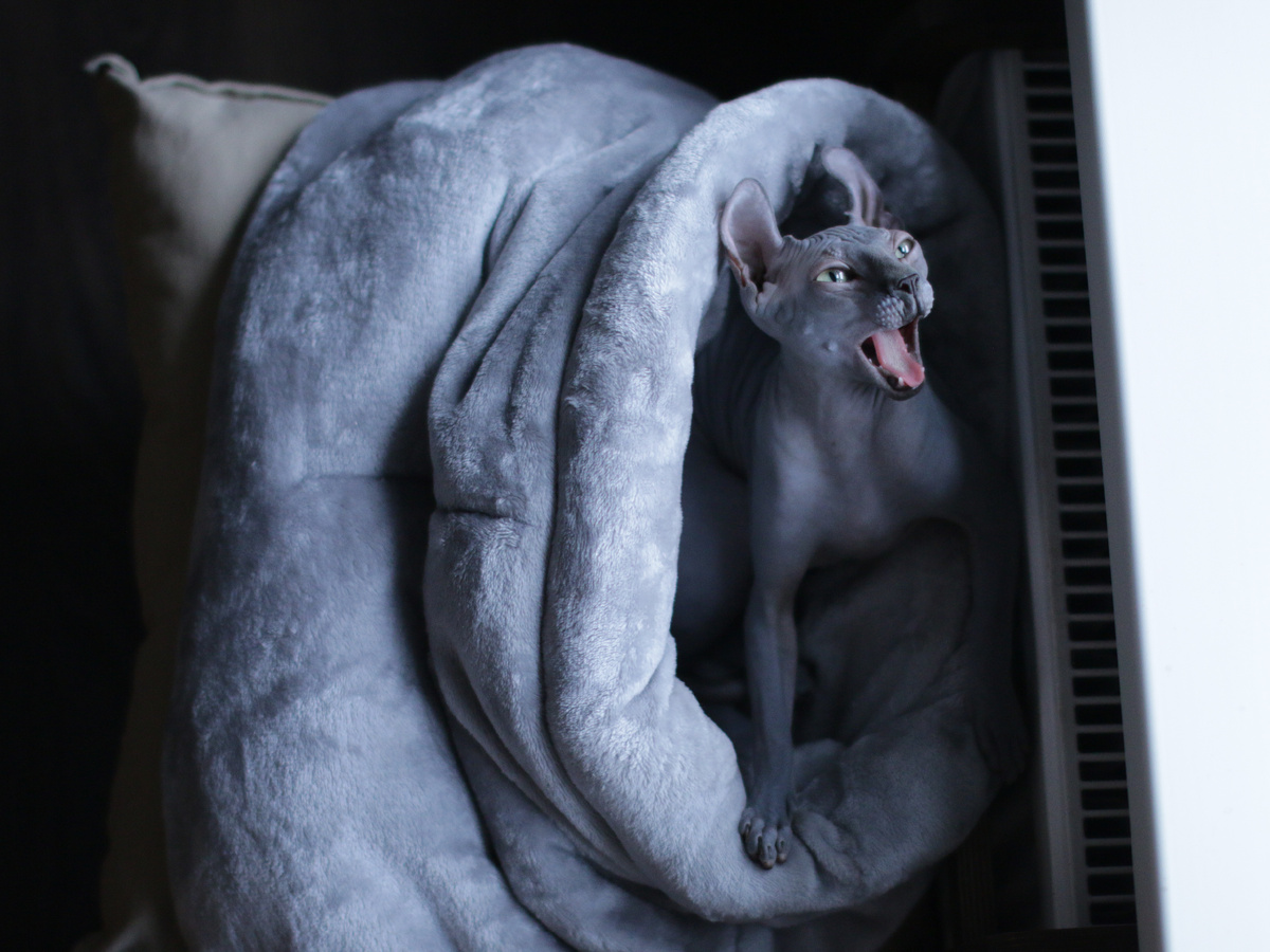 Сфинксы греют лапки на батарее и в других теплых местах. Результат этого мы, в первую очередь, видим на лапках 