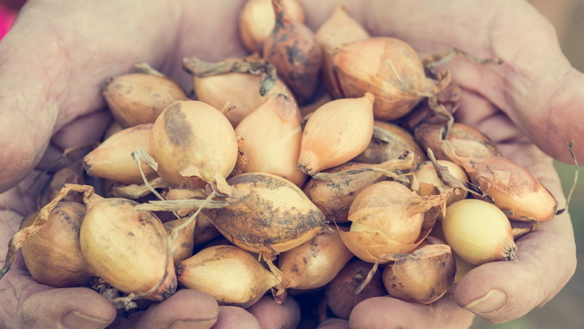 Правильный севок для посадки