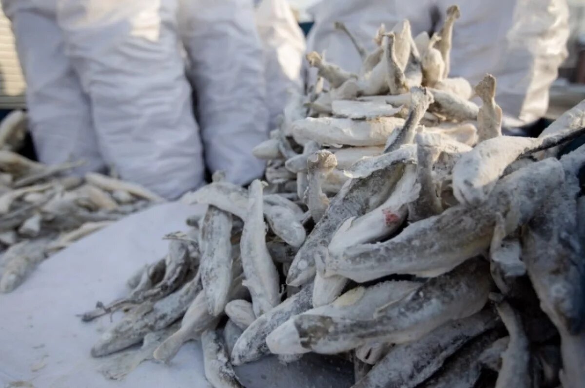    На Сахалине ученые зафиксировали крупные уловы наваги