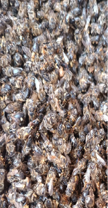 Пчелиный подмор является уникальным продуктом выступает в качестве источника витаминов, углеводов, антиоксидантов и биологически активных веществ. 