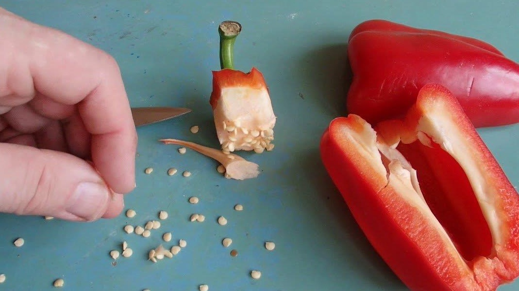 Свежие семена из качественного магазинного перца - залог успеха