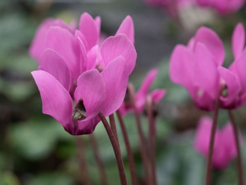 Цикламен пурпурный Cyclamen purpurascens Mill