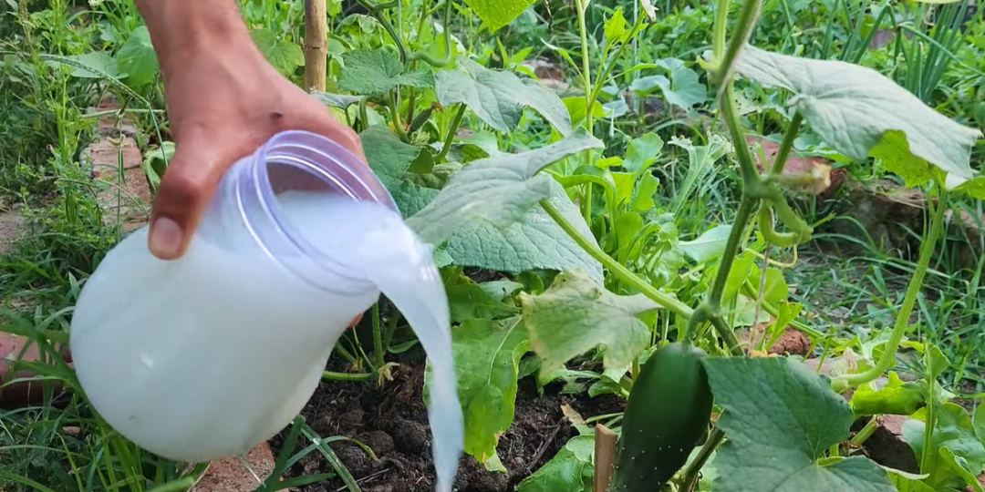 Огурцы прут без остановки и заваливают урожаем. Эту подкормку в 2026 году должен делать каждый