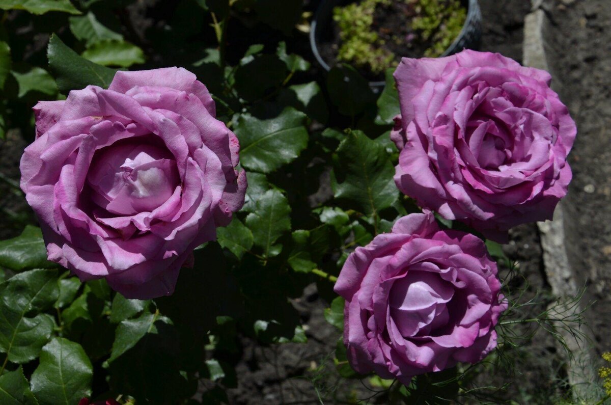 Роза Клод Брассер.