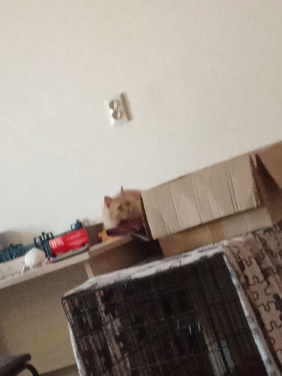 Персик сел на стол