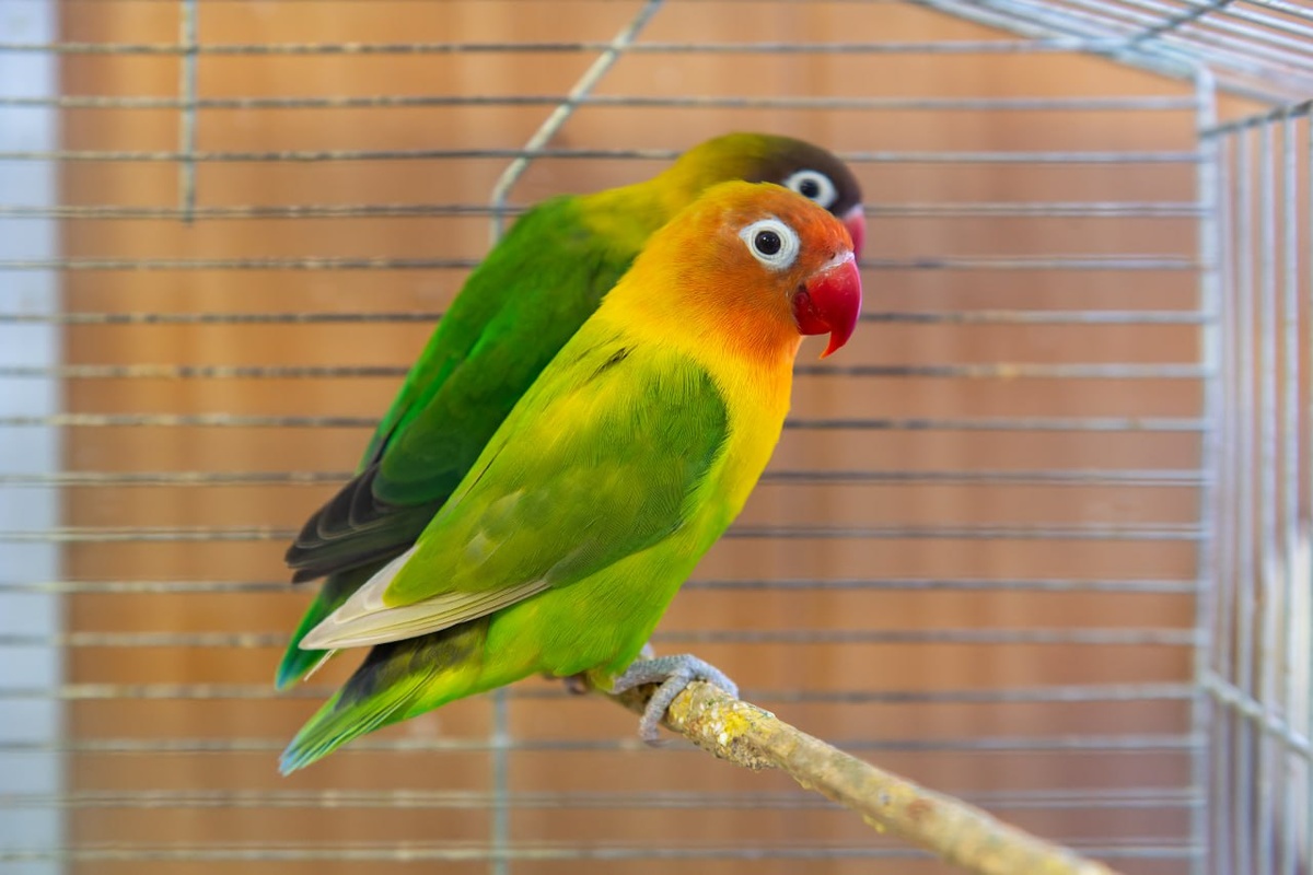 Мужчина объел попугаев. Фото: Михаил Фролов