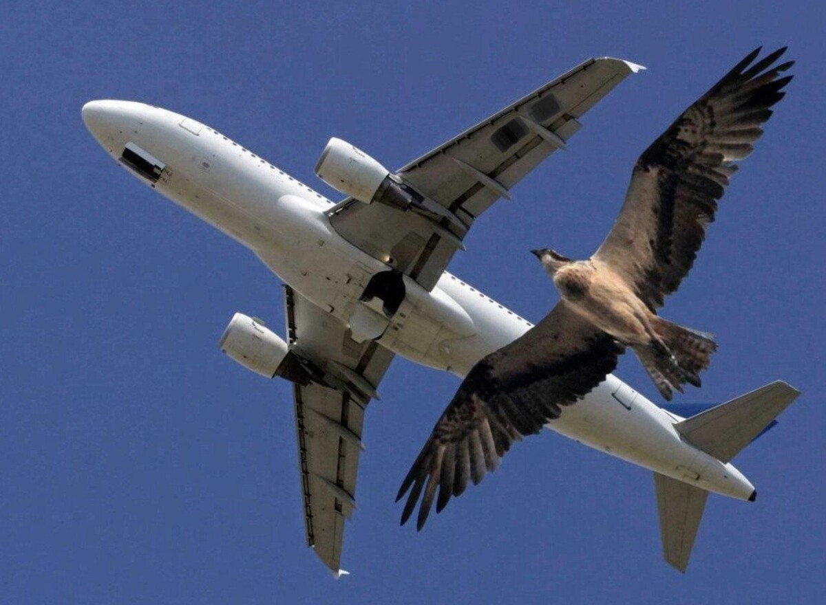 Птица --> самолёт