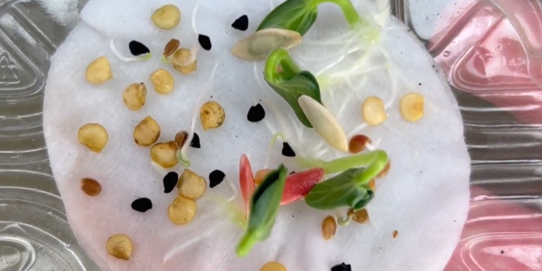 Способ из СССР меня удивил: семена проросли на 3 день! Не поверите, но я использовал только воду