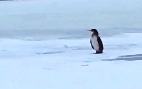     / Источник: Кадр из видео