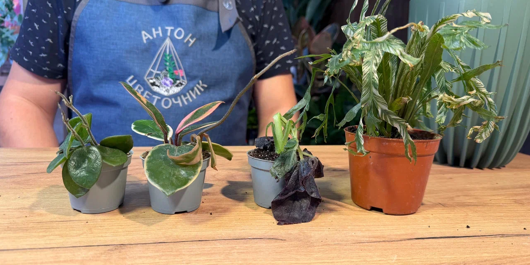 Реанимация отмороженных: купил растения на Wildberrries и пытаюсь спасти