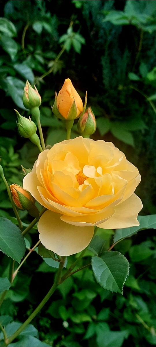 Грэм Томас. "Остинка"