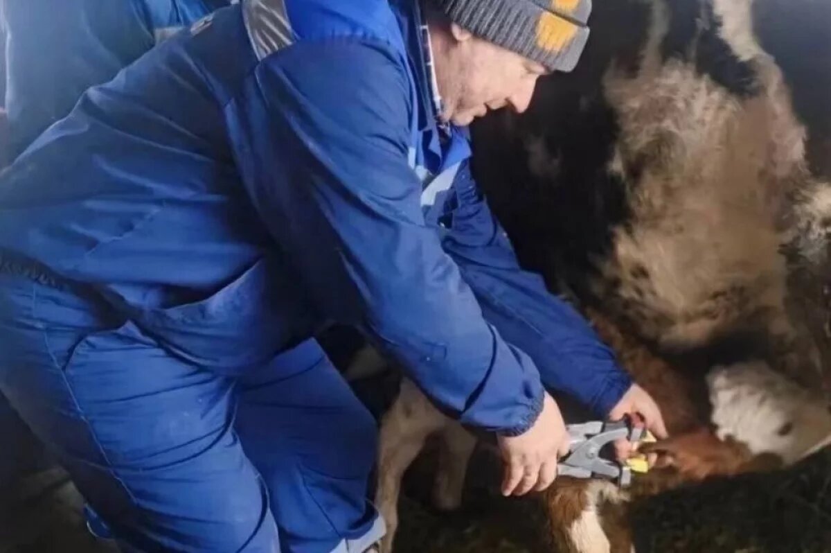    Саратовские ветеринары спасли корову с новорожденным телёнком