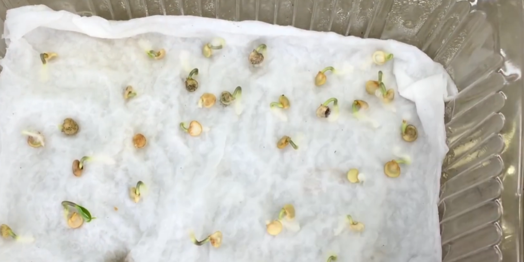 И 24 часов не прошло, а семена уже проросли. Простой стимулятор за копейки, про который все забыли