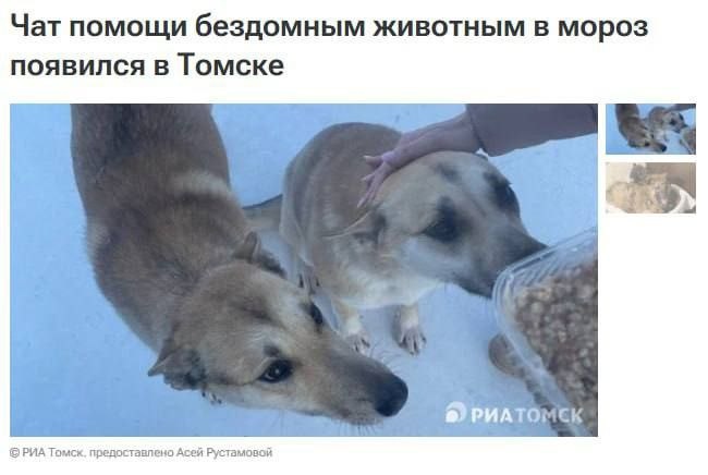 Как бы ни пыталась  НинаСанна убедить нас, что россияне поддерживают убийства бездомных животных, выдавая при этом за россиян кучку