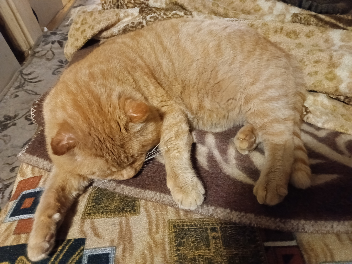 Спящий Проня