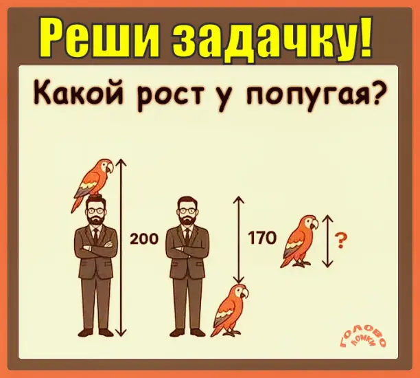 🦜 Узнай рост попугая: реши задачку за 30 секунд!