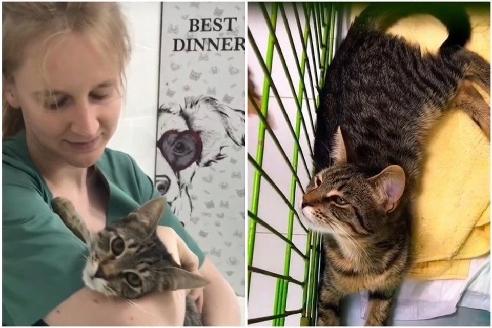    У Орфея «пятерка» по «кототерапии». Фото: Приют для животных «От сердца к сердцу»/Vk