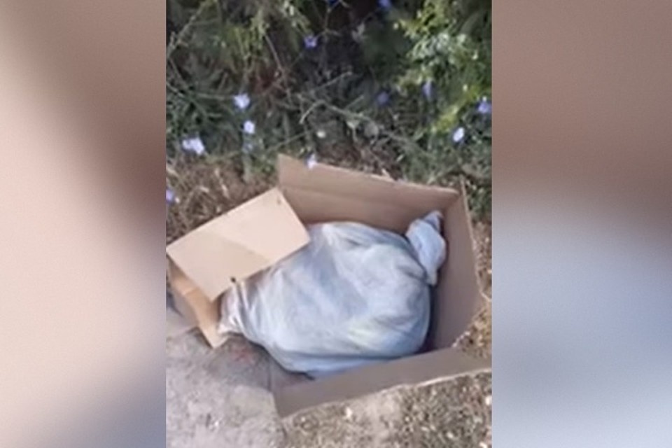    Котят затолкали в мешок и выбросили. Фото: Приют для животных «От сердца к сердцу»/Vk