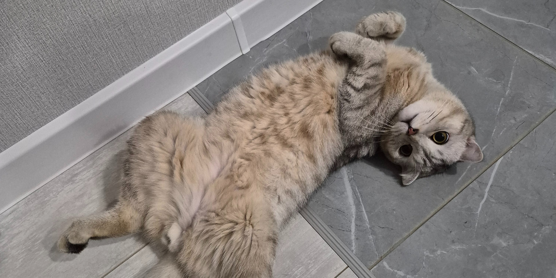 6 странных вещей в поведении кошки