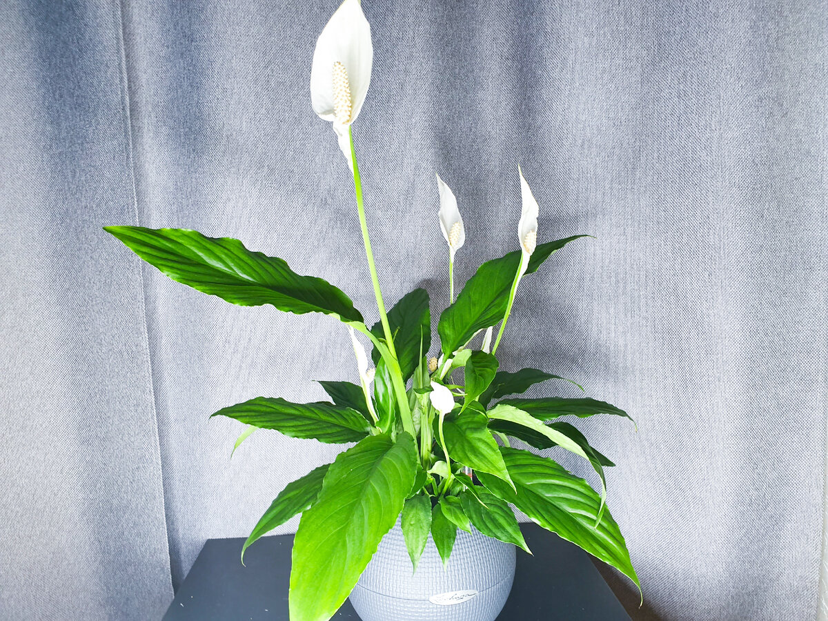 А таким этот же спатифиллум был после покупки, около 4 лет назад