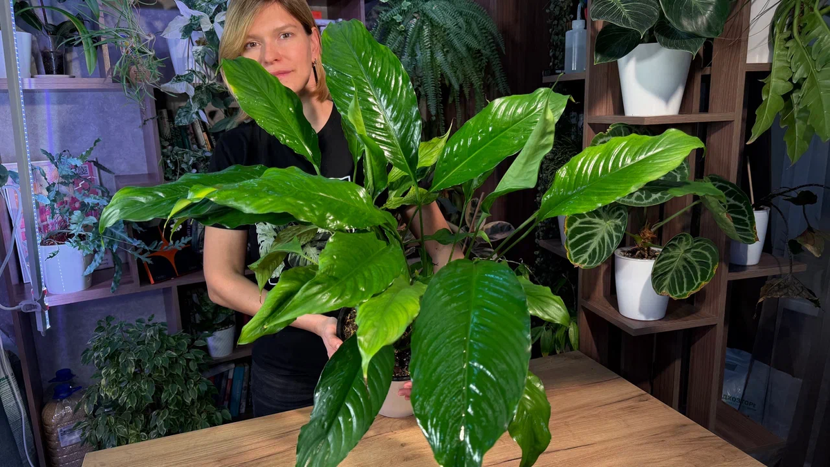 Таким спатифиллум стал сейчас (ниже в статье будет больше фото, с бутонами)