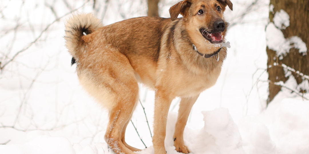 Поначалу мы переживали, что ее обычная, ничем не примечательная собачья внешность может стать препятствием