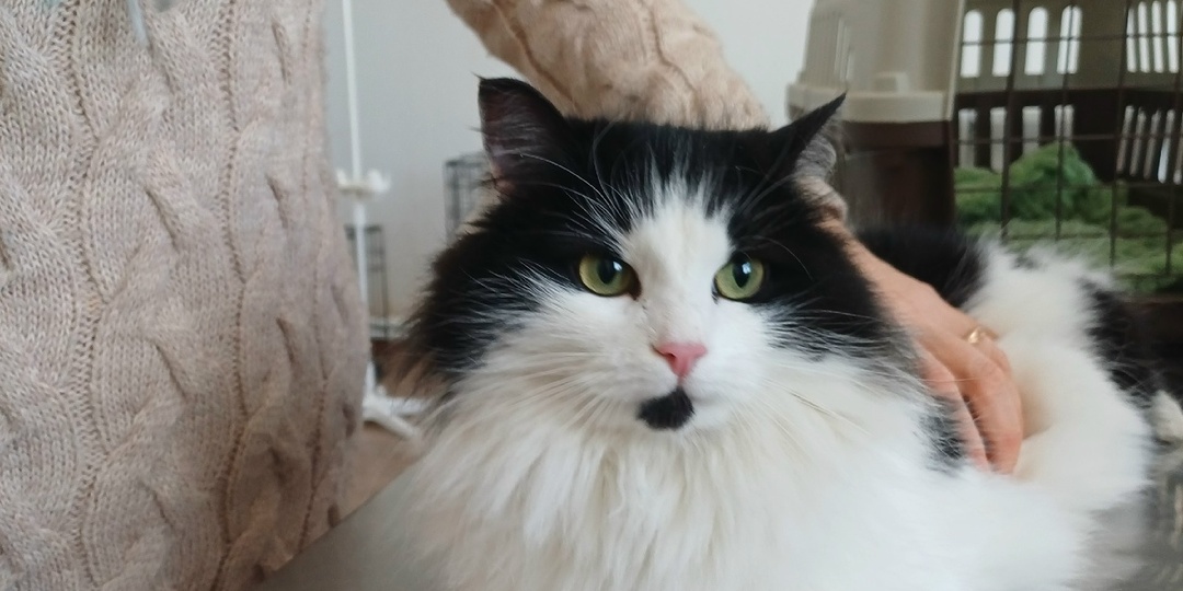 Котенок вырос и стал не нужен ни новым хозяевам, ни старым