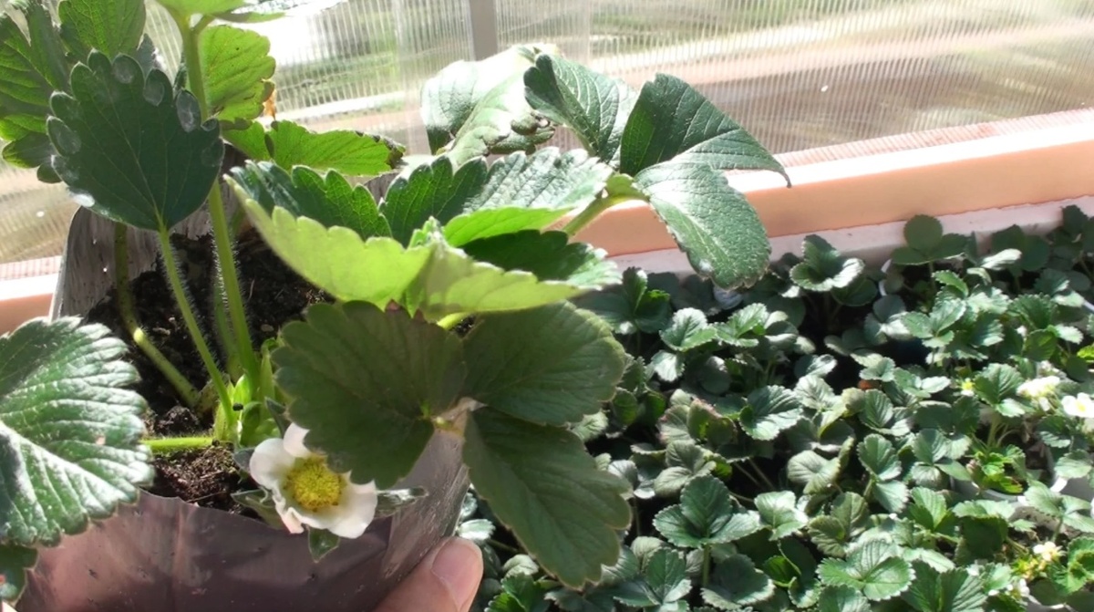 На какую грядку не стоит сажать клубнику: ягода вырастет мелкой и безвкусной: избегайте этих мест! Фото автора.