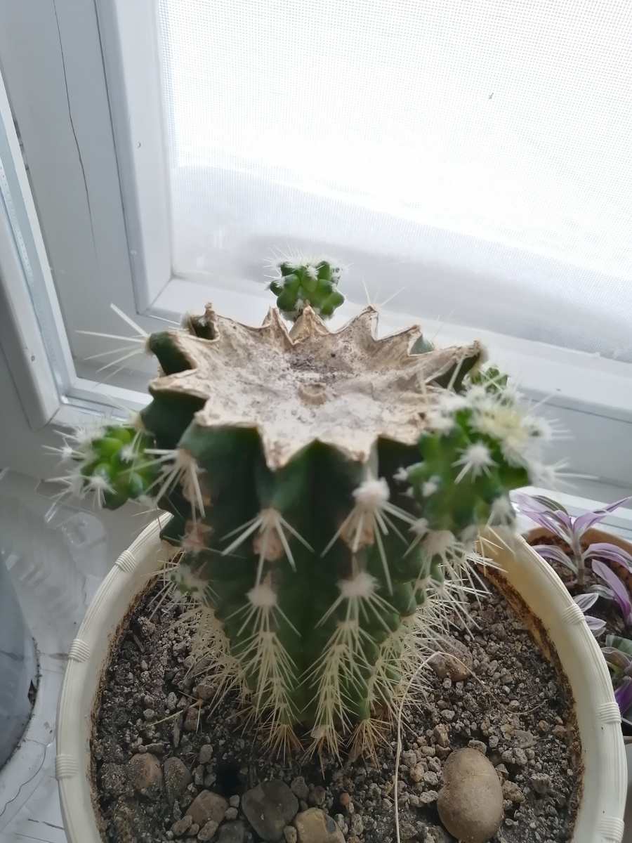 Наш кактус, через два года после черенкования. Оставила только симметрично расположенные отводки.