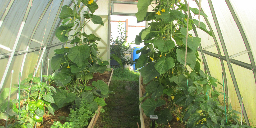 ПРО ОГУРЦЫ ИЛИ О СЛОЖНОМ ПРОСТО