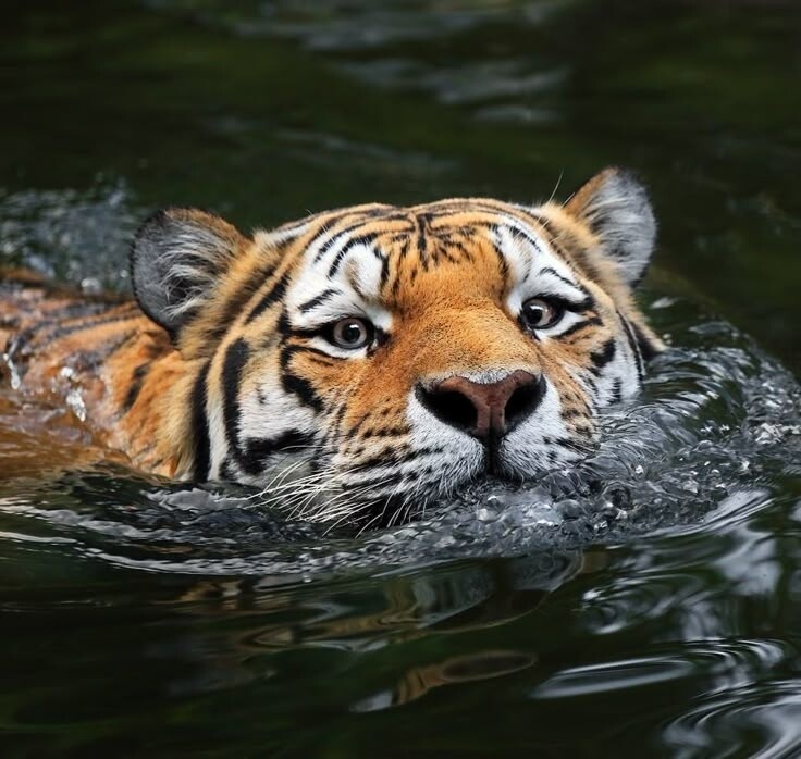 Фото из Яндекса