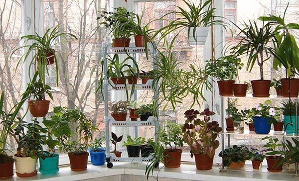 Чудо-полив для комнатных растений: одна таблетка способна изменить вид вашего подоконника