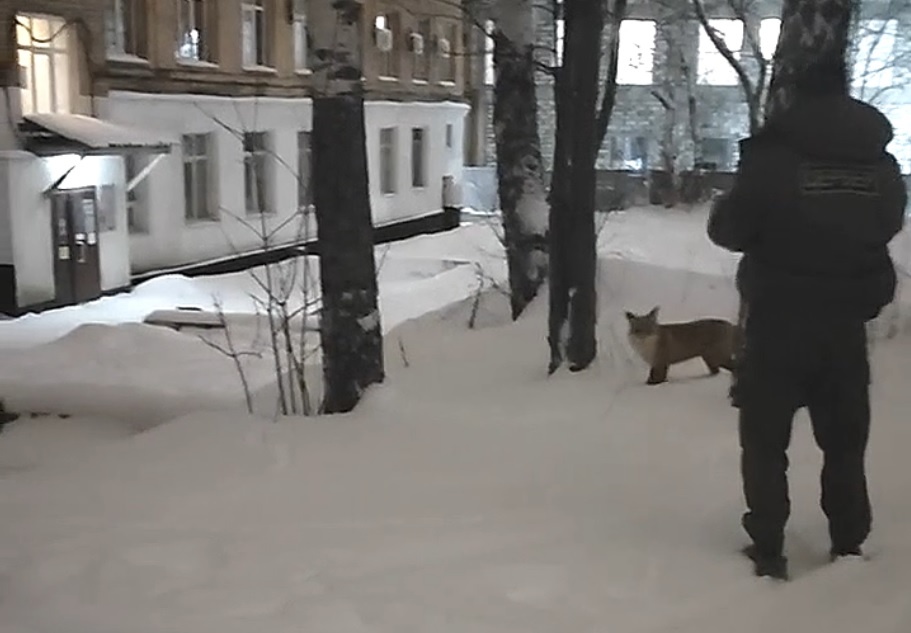 В Перми сотрудники компании Цербер во дворе офисного здания по улице Куйбышева, 2 заметили дикое животное — лисицу.